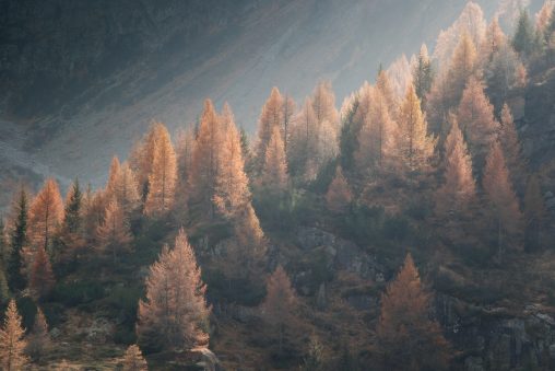 Panorama autunnale di larici in montagna