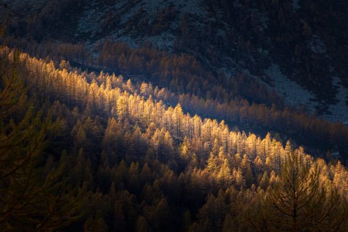 Panorama autunnale di larici in montagna