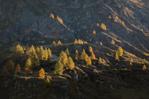 Panorama autunnale di larici in montagna