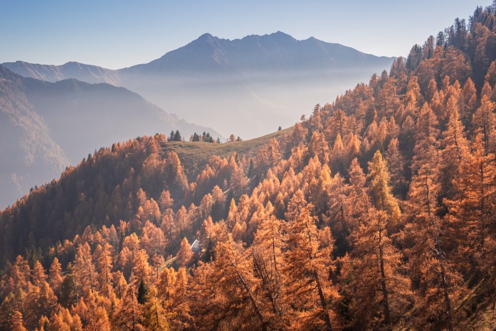 Larici autunnali tra le montagne lombarde